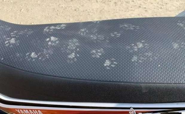 The car was printed with a special pattern, and my face was full of questions: Is the kitten so bad?