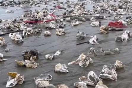 On a typhoon day, a large amount of seafood appeared on a beach in Shenzhen, and many villagers went to pick up oysters.