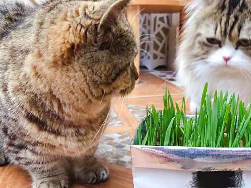 没有猫草的喵生是不完美的，教你如何种植一片猫草！