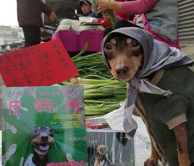 台湾一只狗狗帮主人摆摊卖粽子，竟然成了网红