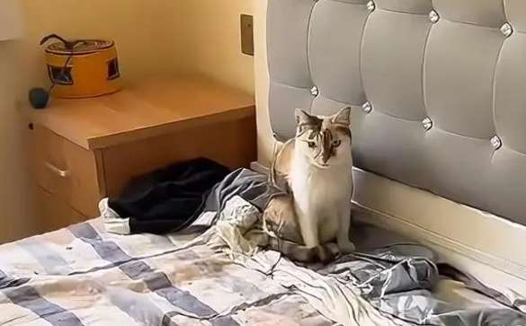 爱猫还是害猫？出租屋里多只猫咪仅剩几只