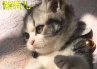 铲屎官给猫咪睡觉的地方太小，思考了下，猫咪就把自己折叠了起来