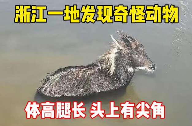 A mythical beast appears in Jinhua, Zhejiang, with two horns on its head and a black face and silver mane. It is actually the Pegasus described by the ancients.