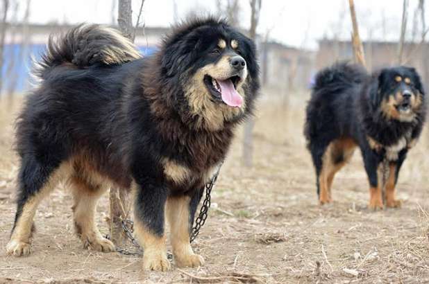 Two Tibetan Mastiffs are not afraid of heavy wind and snow, and they still hold on at minus 40 degrees Post, how did this kind of dog come into being?