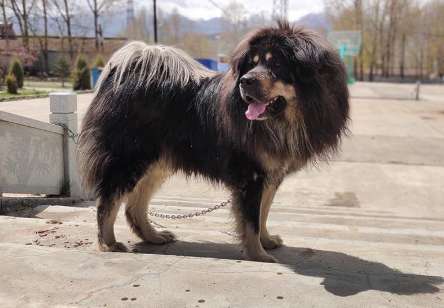 Two Tibetan Mastiffs are not afraid of heavy snowstorms and still stick to their posts at minus 40 degrees. How did this kind of dog come into being?