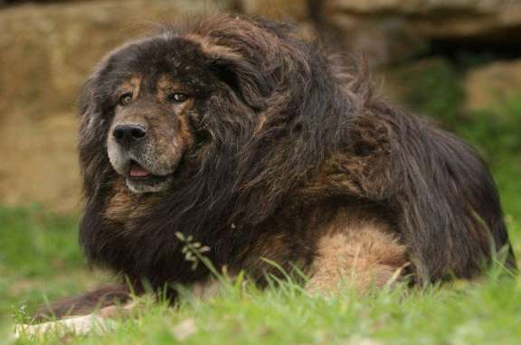 Two Tibetan Mastiffs are not afraid of heavy wind and snow, and still stand at minus 40 degrees Post, how did this kind of dog come into being?