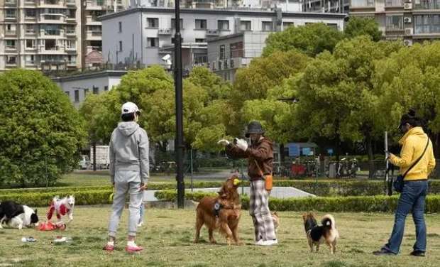 Does anyone have a dog that I can borrow for a walk? Young people now love shared pet walking