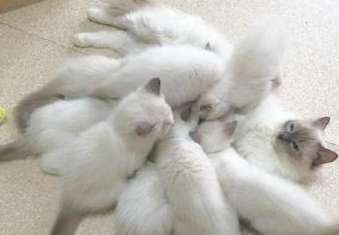 My cat at home gave birth to a bunch of kittens, and every time I nursed, it was like an army fighting.