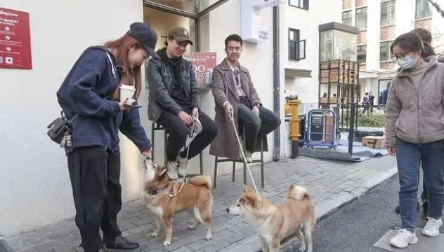 Who has a dog to lend me for a walk? Young people now love to play 