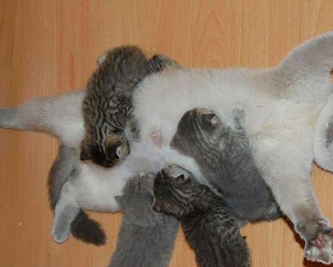 My cat at home gave birth to a bunch of kittens, and every time she drank milk, it was like an army at war.