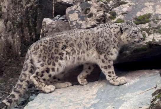 Four snow leopards were found in Xinjiang. It is suspected that the mother leopard is teaching the cubs to hunt, searching for the scent of prey all over the mountains and fields.