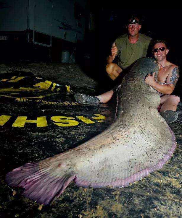 A man caught a 113-kilogram catfish and took 40 minutes to drag it ashore.