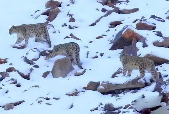 Four snow leopards were found in Xinjiang, and it is suspected that the mother leopard is teaching the cubs to hunt. , searching for the scent of prey all over the mountains and plains