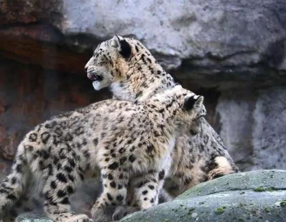 Four snow leopards were found in Xinjiang, and it is suspected that the mother leopard is teaching the cubs to hunt. , searching for the scent of prey all over the mountains and fields