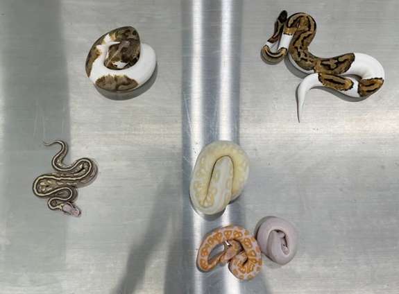 A man packed six live snakes in cotton socks and was found to be endangered wild animal ball pythons.