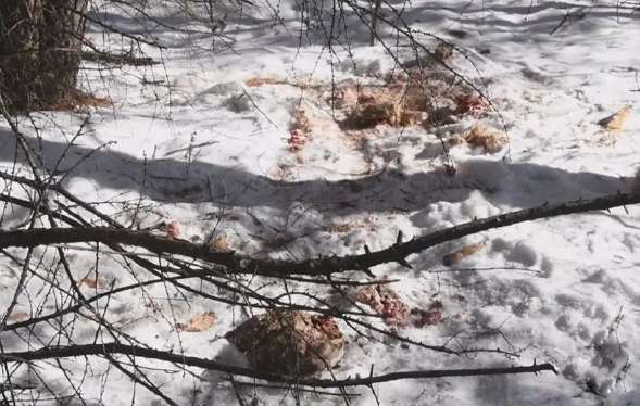 A Siberian leopard appeared in Tianqiao Ridge and hunted a roe deer in the snow. Eat directly on the ground, and walk down the mountain after eating