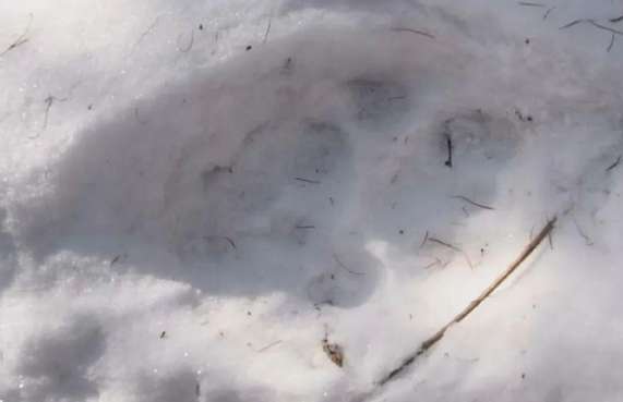 A Siberian leopard appeared in Tianqiao Ridge and hunted a roe deer in the snow. Eat directly on the ground, and walk down the mountain when full