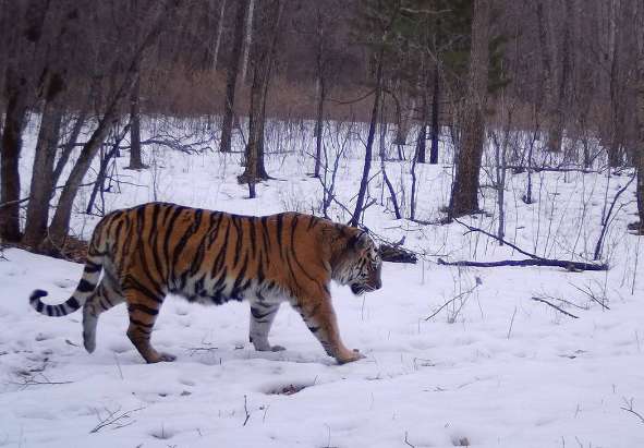 A Siberian tiger appeared in a forest area in Heilongjiang. It killed 400 pounds of cattle and dragged them into the forest to eat them all.