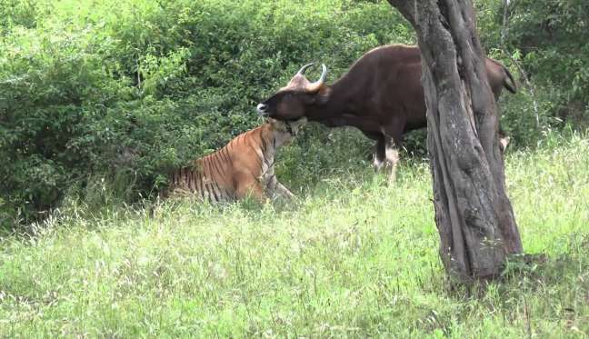 A Siberian tiger appeared in a forest area in Heilongjiang, killing 400 kilograms of large cattle. Drag into the forest and eat everything