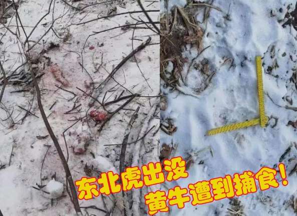 A Siberian tiger appeared in a forest area in Heilongjiang, killing 400 kilograms of cattle. Drag it into the forest and eat it all