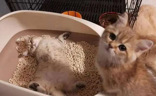 Help, why does my cat like to sit in the litter box lately?