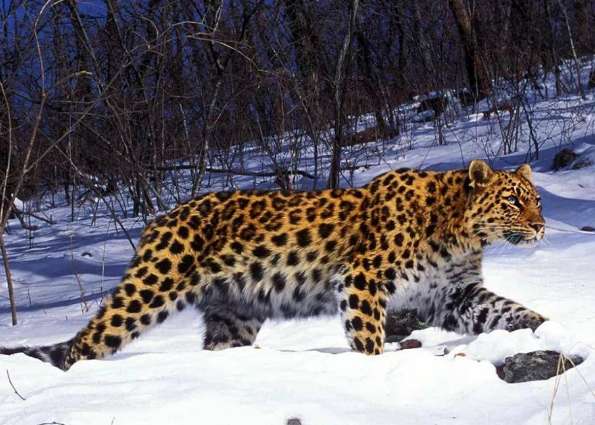 A Siberian leopard appeared in Tianqiao Ridge and hunted a roe deer in the snow. Eat directly on the ground, and walk down the mountain after eating