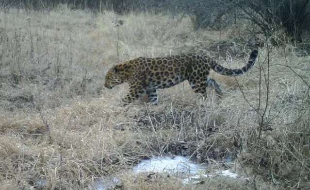 Three golden leopards were found in Shanxi, with strong bodies and well-developed canine teeth