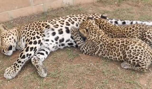 Three leopards were found in Shanxi, with strong bodies and well-developed canine teeth