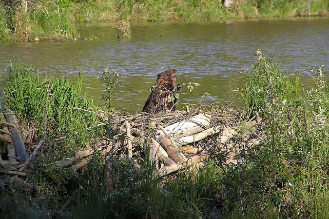 There is a strange animal in Xinjiang that loves building construction. If caught, it will go on a hunger strike