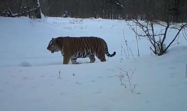 Why didn't the powerful Siberian tiger conquer the interior of Siberia?