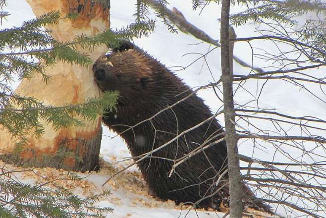 There is a weird animal in Xinjiang that loves building construction. If caught, it will go on a hunger strike