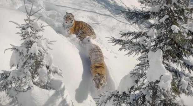 Why didn't the powerful Siberian tiger conquer the interior of Siberia?