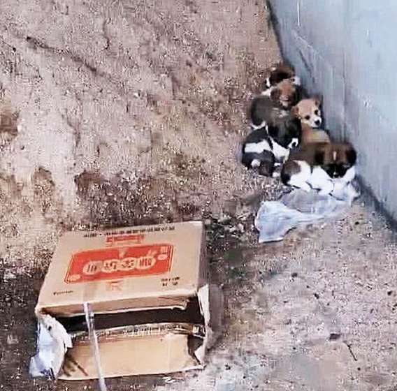 The woman found some stray puppies under the bridge. When she got closer and saw them clearly, the woman cried.