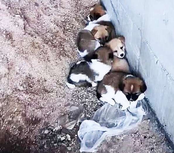 The woman found a few stray puppies under the bridge. When she approached When she saw them clearly, the woman cried