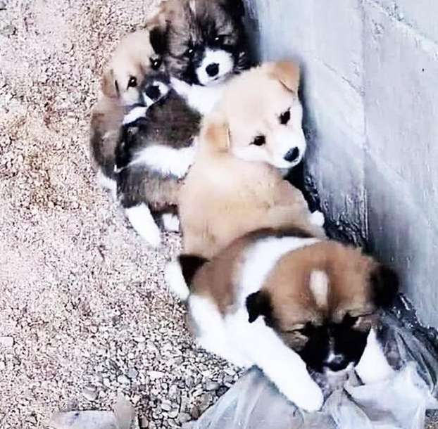 The woman found a few stray puppies under the bridge. When she approached When she saw them clearly, the woman cried