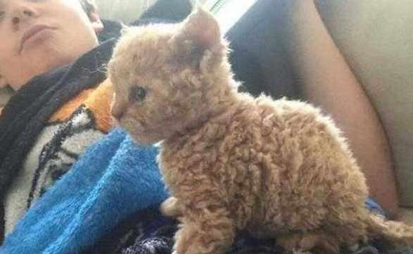 The cat gave birth to a strange cat, and the owner suspected that the teddy next door was causing trouble. , but someone spent 20,000 to buy it