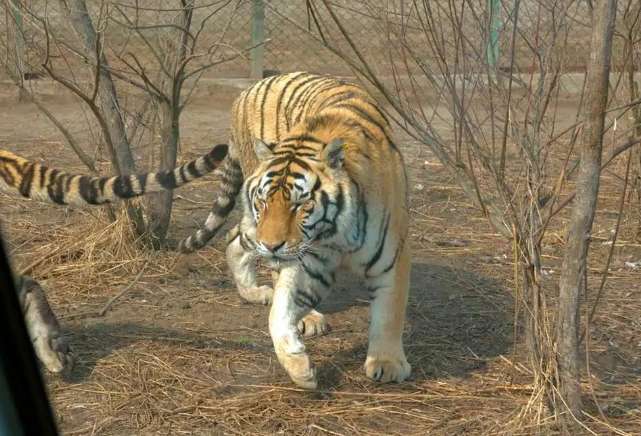 Three mysterious paw prints appeared in Fushun, Liaoning. Are they tigers or leopards?