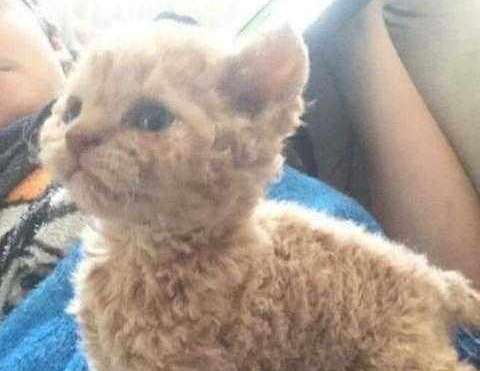 The cat gave birth to a strange cat, and the owner suspected that the teddy next door was causing trouble. , but someone spent 20,000 to buy it