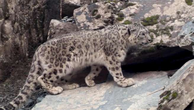 A snow leopard was found in Qilian Mountain with a blue sheep in its mouth