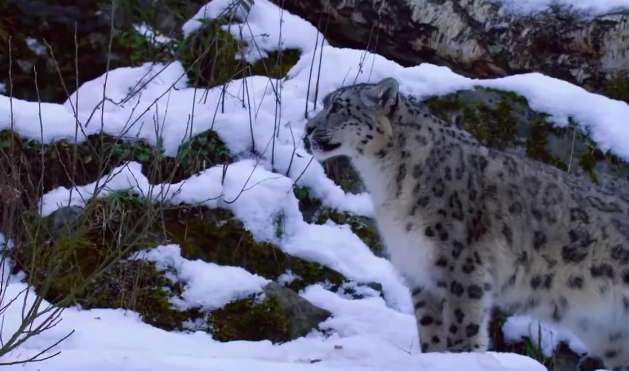 A snow leopard was found in the Qilian Mountains with a blue sheep in its mouth