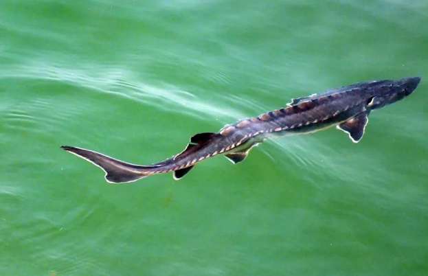 Hundreds of thousands of Chinese sturgeons are released every year, why are the Chinese sturgeons still critically endangered?