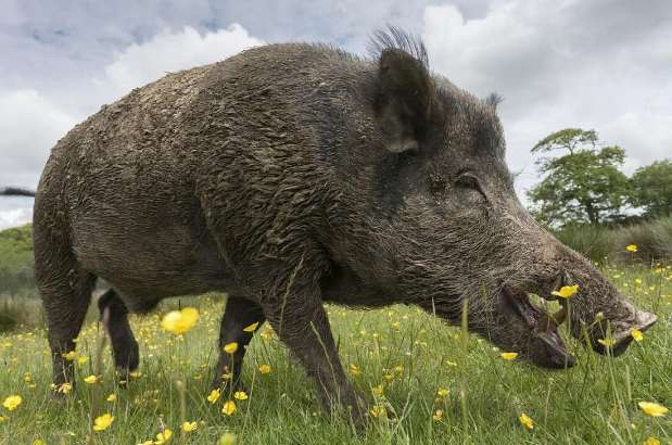 The national list of three dangerous animals has been announced. Wild boars have been officially removed from the list. Can wild boars be hunted at will?