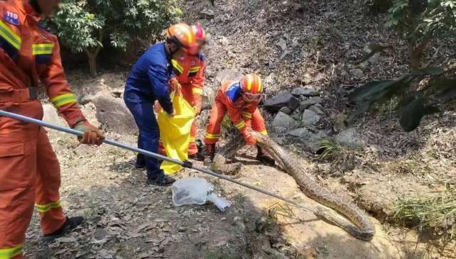 5-meter-long 100-jin giant python The python devoured chickens wildly, grabbing one and another.