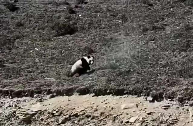 Wild giant pandas appear in Qinghai? There are many doubts about the video uploaded online