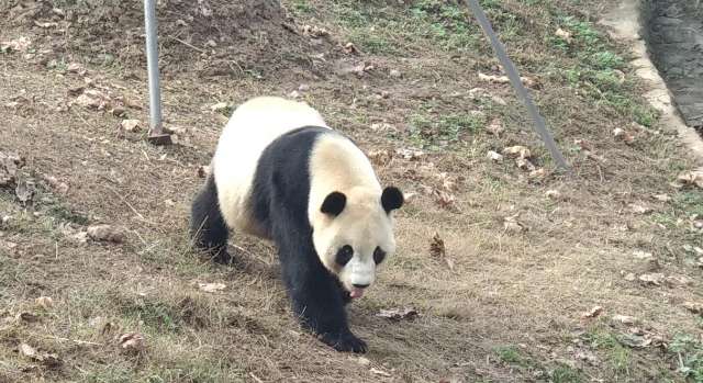 Wild giant pandas appear in Qinghai? There are many doubts about the online video