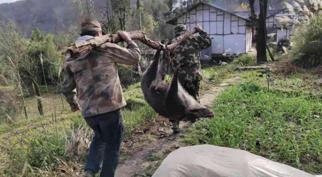 Hundreds of kilograms of wild boars appeared, and a villager sweeping a grave in Jiangxi was turned upside down