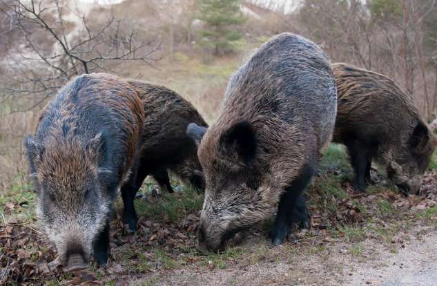 A wild boar of hundreds of kilograms was found, and a villager sweeping a grave in Jiangxi was mowed down.