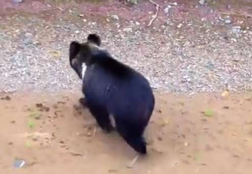 Qinghai wild bears break into herdsmen's houses and search frantically for food