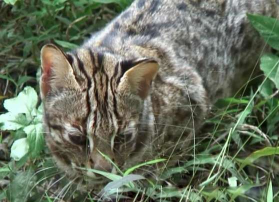 A citizen in Shenzhen picked up a strange cat with leopard markings and fierce eyes.