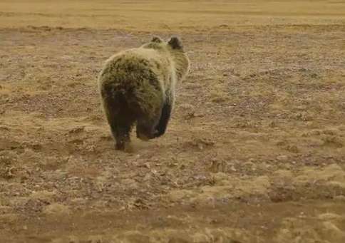 Qinghai wild bears break into herdsmen's houses and search frantically for food